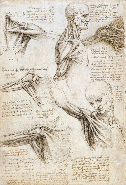Anatomical studies of an old man