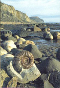 Fossil on the beaches at Charmouth