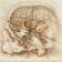 A skull sectioned