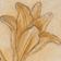 Study of a lily